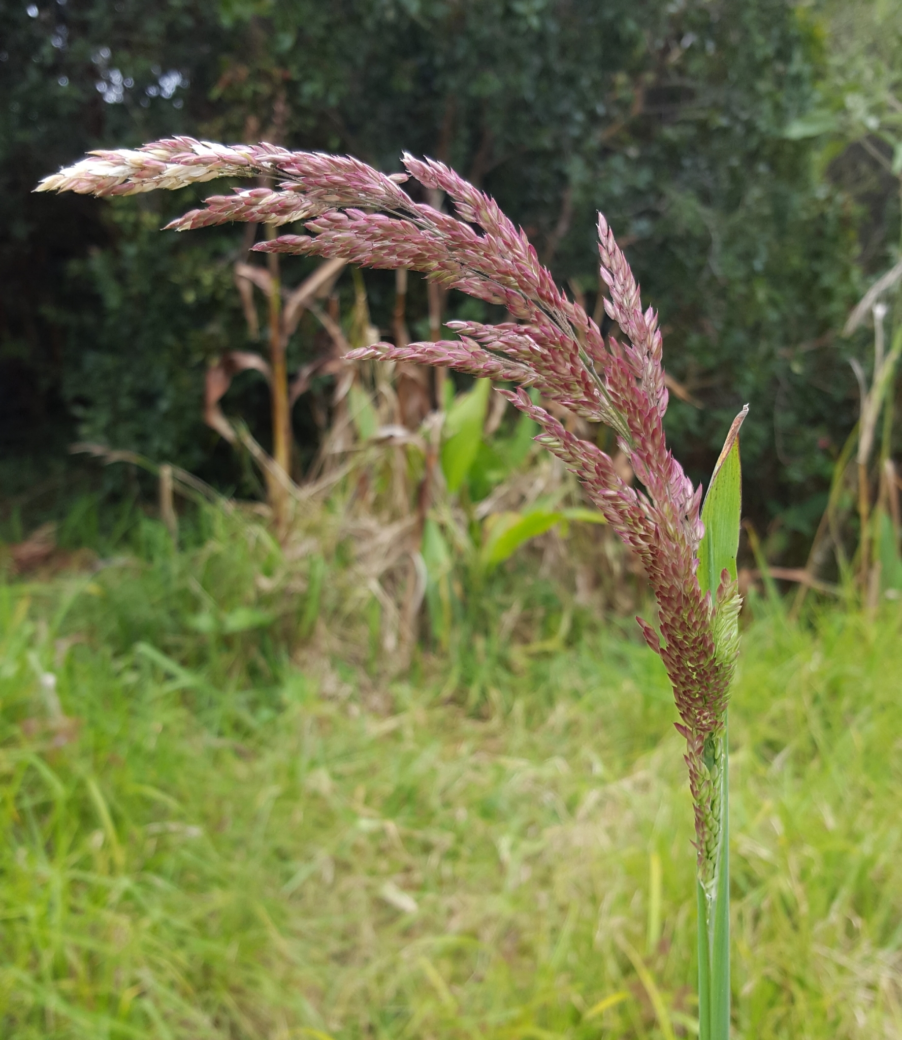 (c) François Rousseu, certains droits réservés (CC BY-NC) https://www.inaturalist.org/observations/88914056