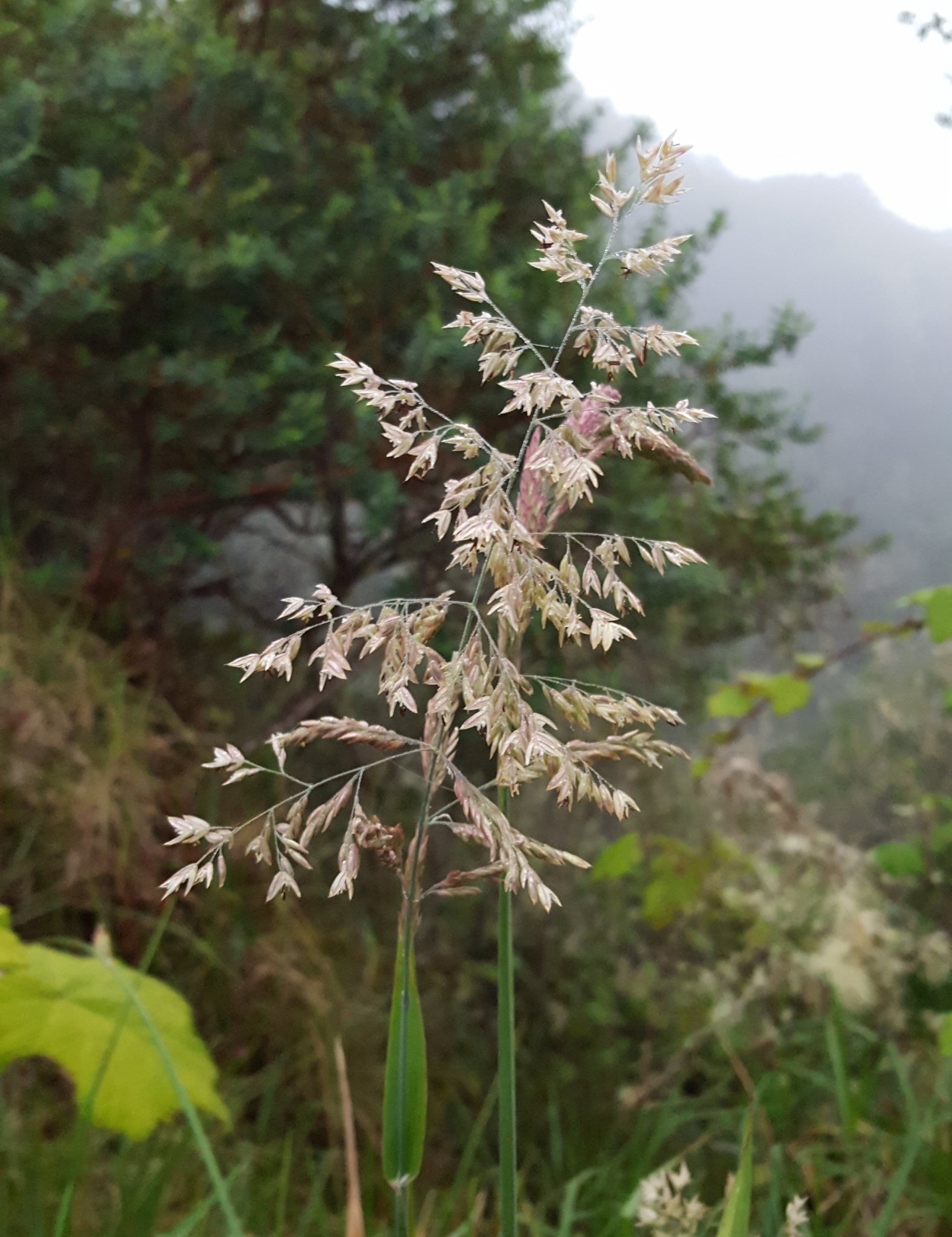 (c) François Rousseu, certains droits réservés (CC BY-NC) https://www.inaturalist.org/observations/88914056