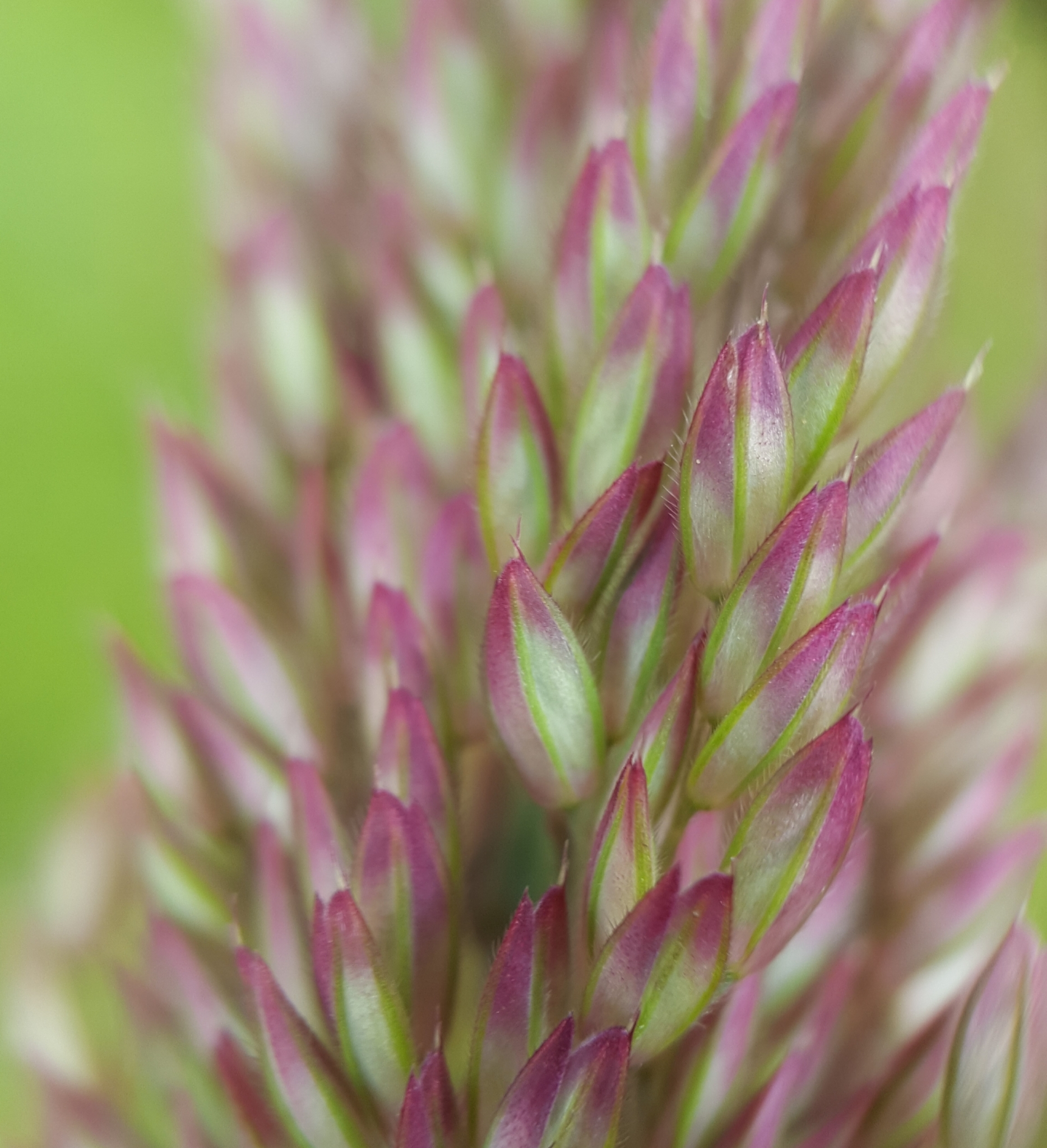 (c) François Rousseu, certains droits réservés (CC BY-NC) https://www.inaturalist.org/observations/88914056
