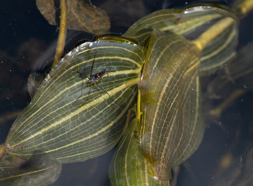 Perfoliate Pondweed