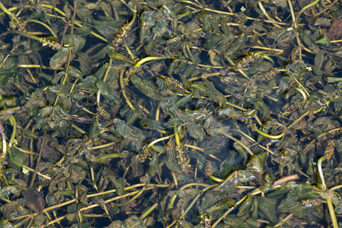 Perfoliate Pondweed