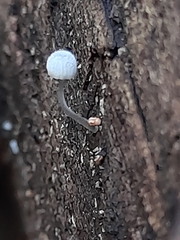 Mycena piringa