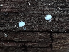Mycena piringa