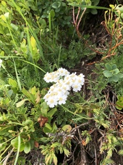 Achillea erba-rotta