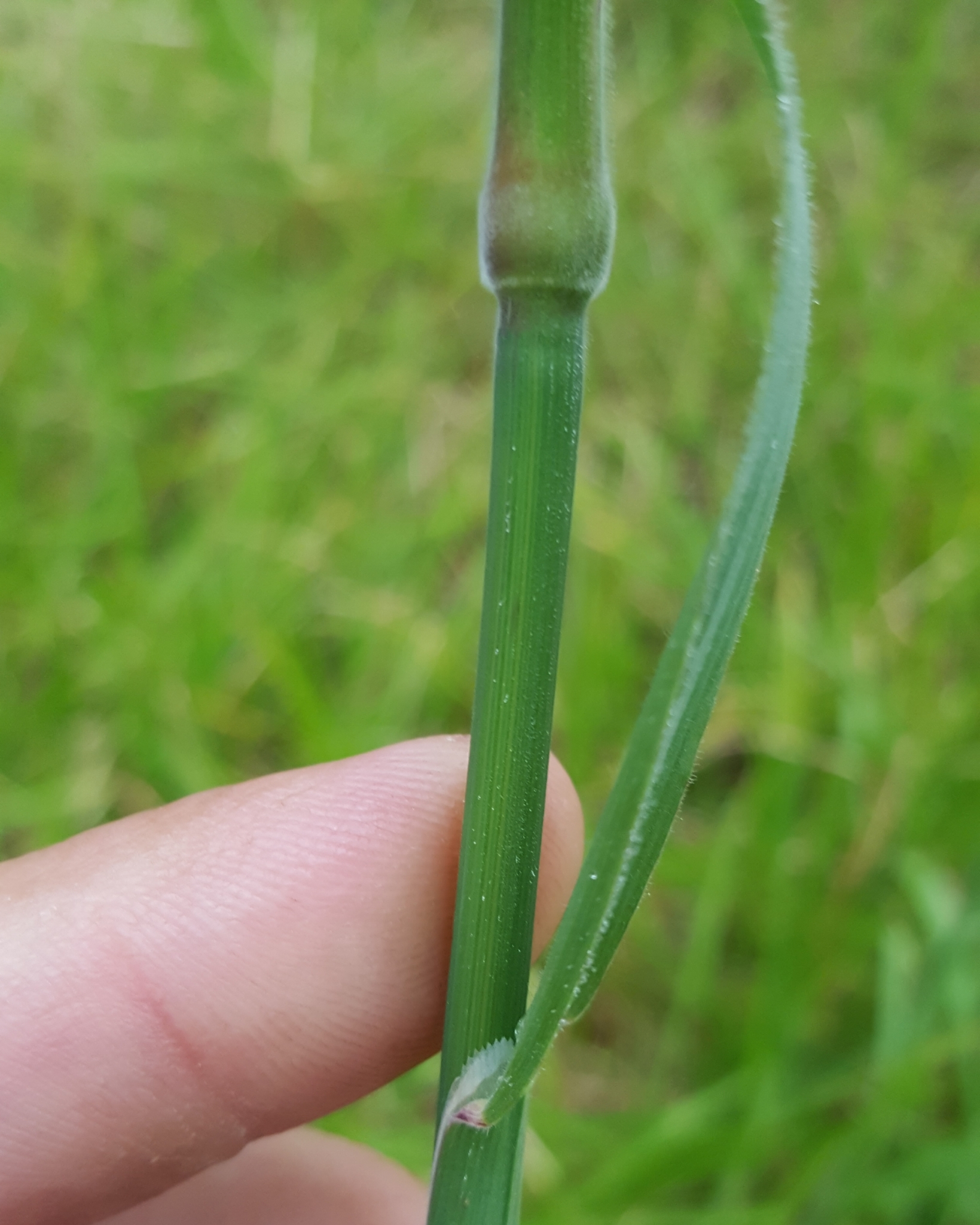 (c) François Rousseu, certains droits réservés (CC BY-NC) https://www.inaturalist.org/observations/88914056