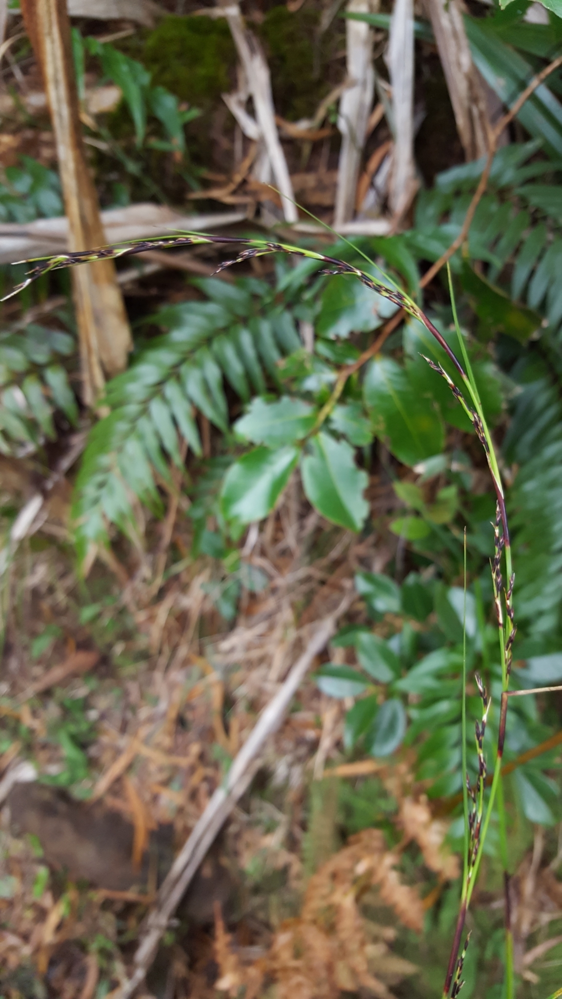 (c) François Rousseu, certains droits réservés (CC BY-NC) https://www.inaturalist.org/observations/88914162