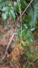 Costularia melicoides