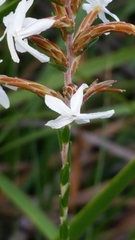 Lysinema pentapetalum