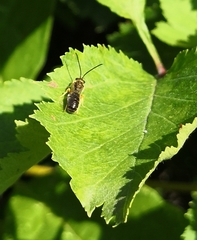 Halictus tumulorum