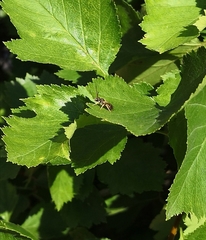 Halictus tumulorum