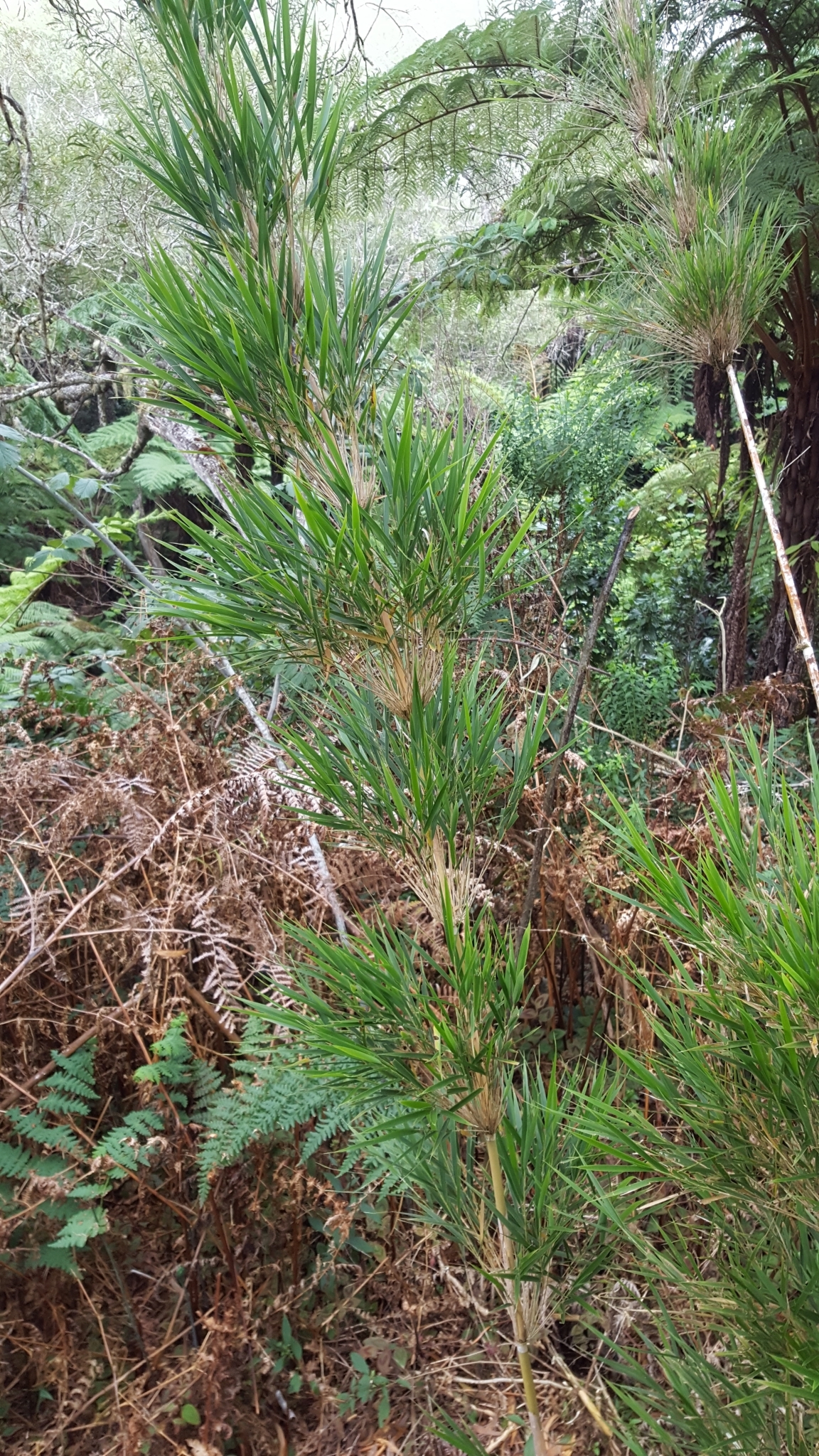 (c) François Rousseu, certains droits réservés (CC BY-NC) https://www.inaturalist.org/observations/88914191