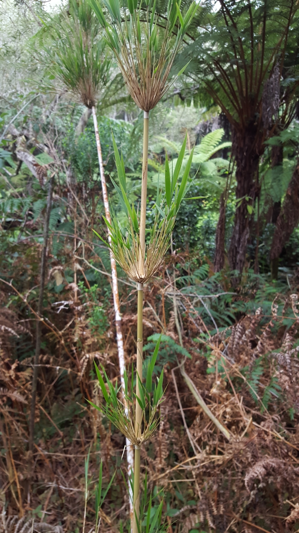 (c) François Rousseu, certains droits réservés (CC BY-NC) https://www.inaturalist.org/observations/88914191