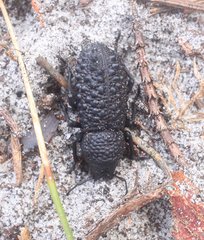 Talaurinus semispinosus