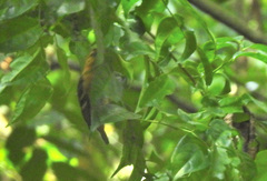 Ploceus sanctithomae