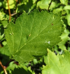 Cacopsylla peregrina