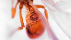 Strumigenys membranifera