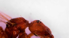 Strumigenys membranifera