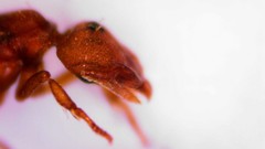 Strumigenys membranifera