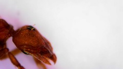 Strumigenys membranifera