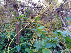 Cuscuta reflexa