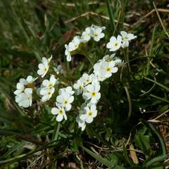 Androsace obtusifolia