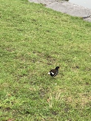 Gallinula chloropus