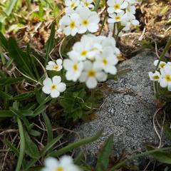 Androsace obtusifolia