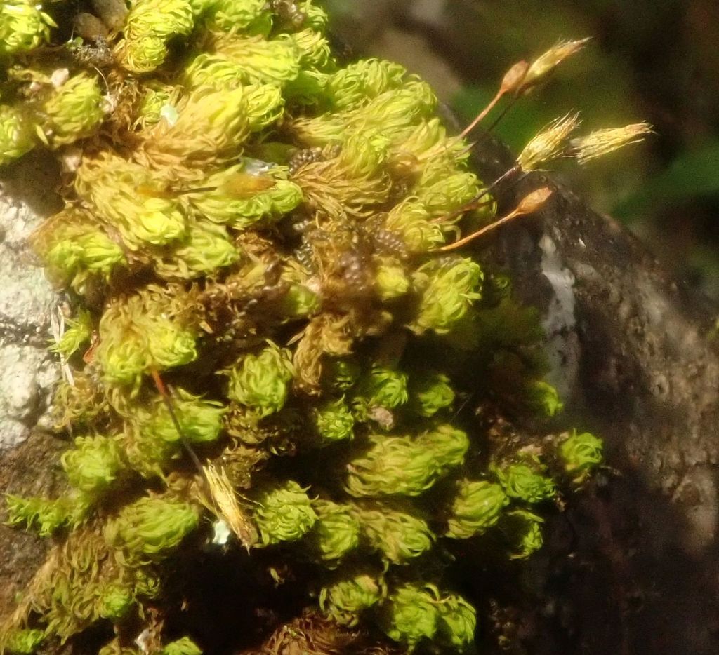Macromitrium grossirete