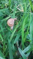 Ariophanta exilis