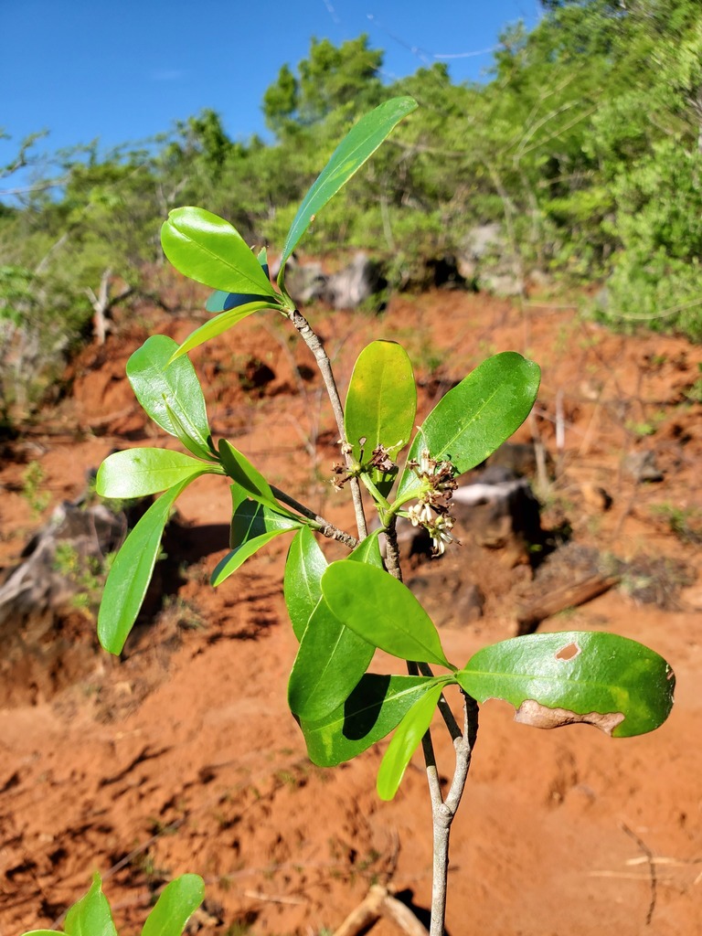 Coptosperma mitochondrioides