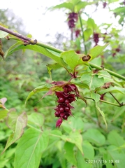 Leycesteria