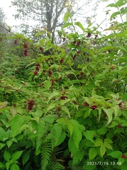 Leycesteria