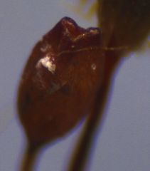 Macromitrium grossirete