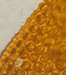 Macromitrium grossirete