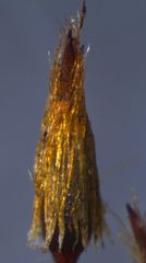 Macromitrium grossirete