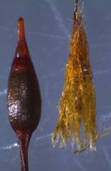 Macromitrium grossirete