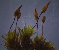 Macromitrium grossirete