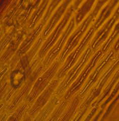 Macromitrium grossirete