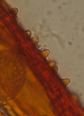 Macromitrium grossirete