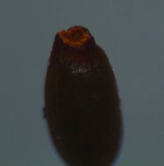 Macromitrium grossirete