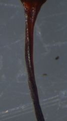 Macromitrium grossirete