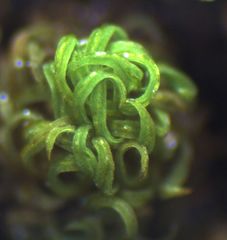 Macromitrium grossirete