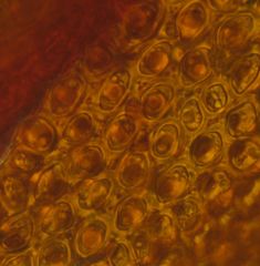 Macromitrium grossirete