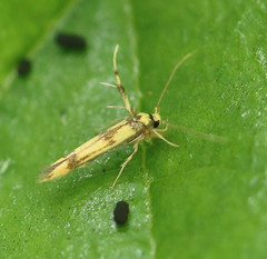Stathmopoda pedella