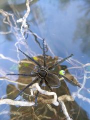 Dolomedes triton