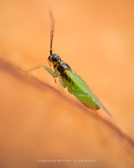 Cyrtorhinus