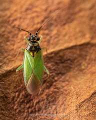 Cyrtorhinus
