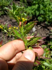 Camissoniopsis micrantha
