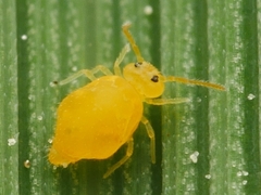 Deuterosminthurus pallipes