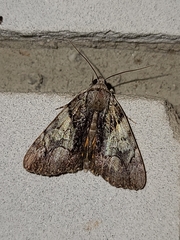 Catocala blandula